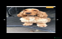 Cocker Spaniel dogs for sale: KC SHOW COCKER SPANIELS READY NOW - Image 17