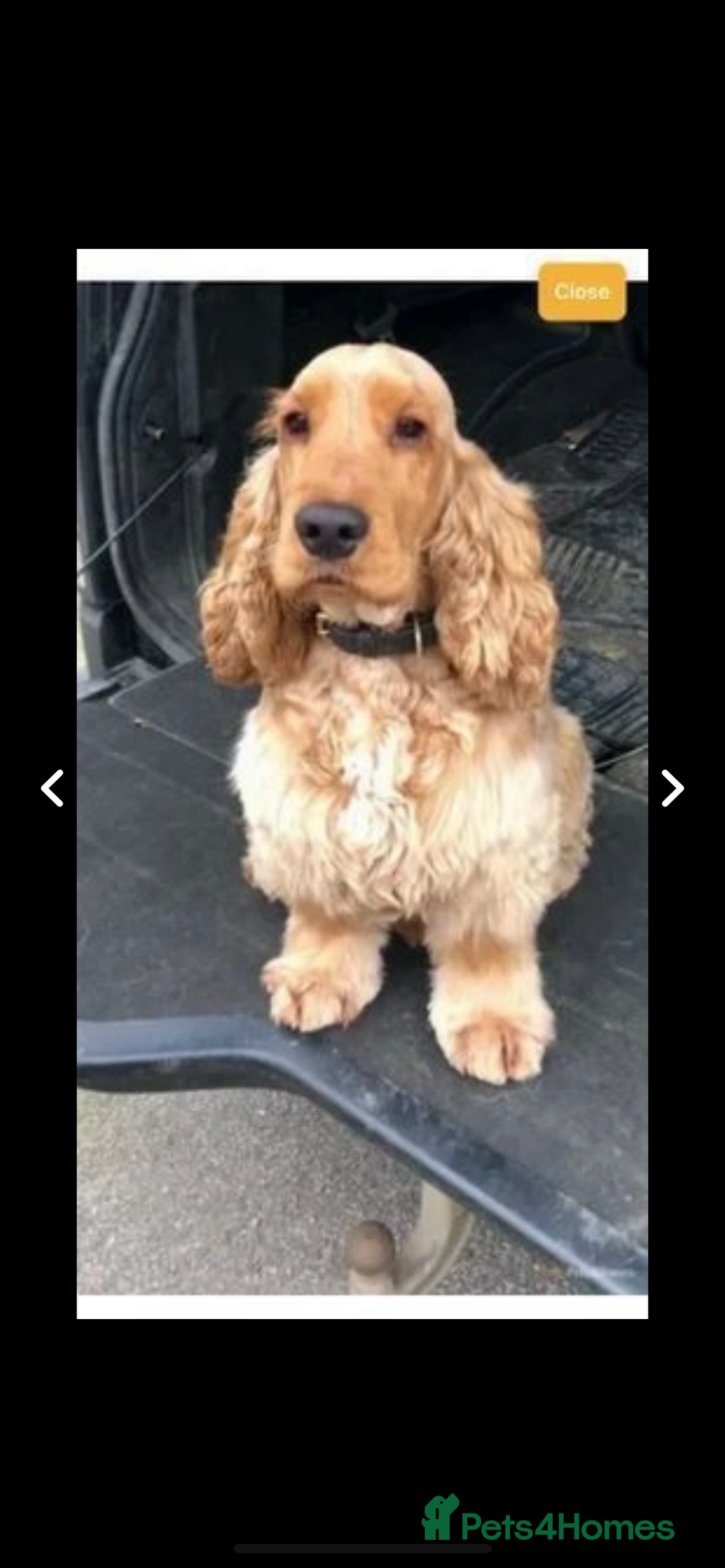 Cocker Spaniel dogs for sale: KC SHOW COCKER SPANIELS READY NOW - Image 17
