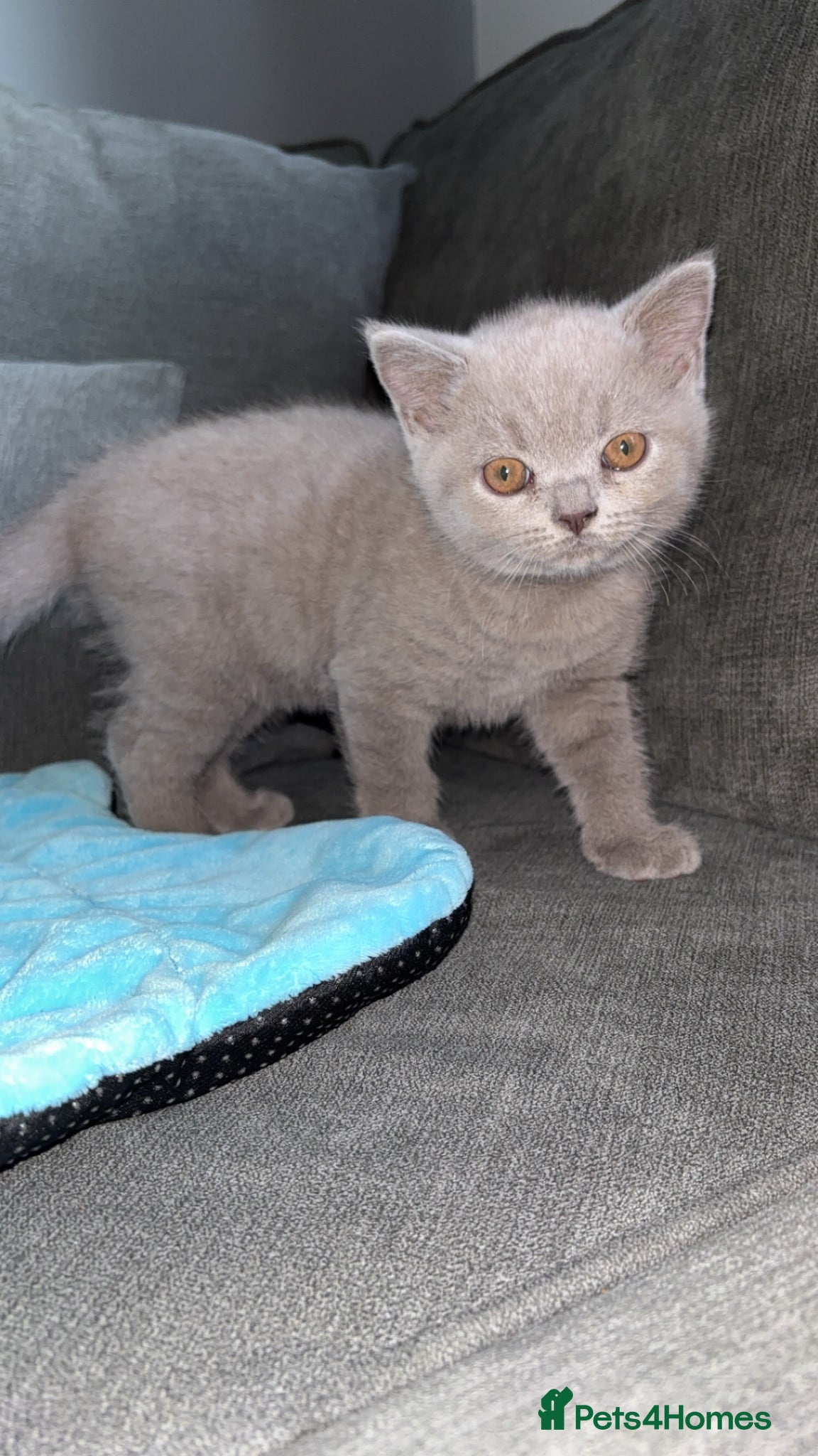 British Shorthair cats Adorable Pedigree British shorthairs - Advert 11
