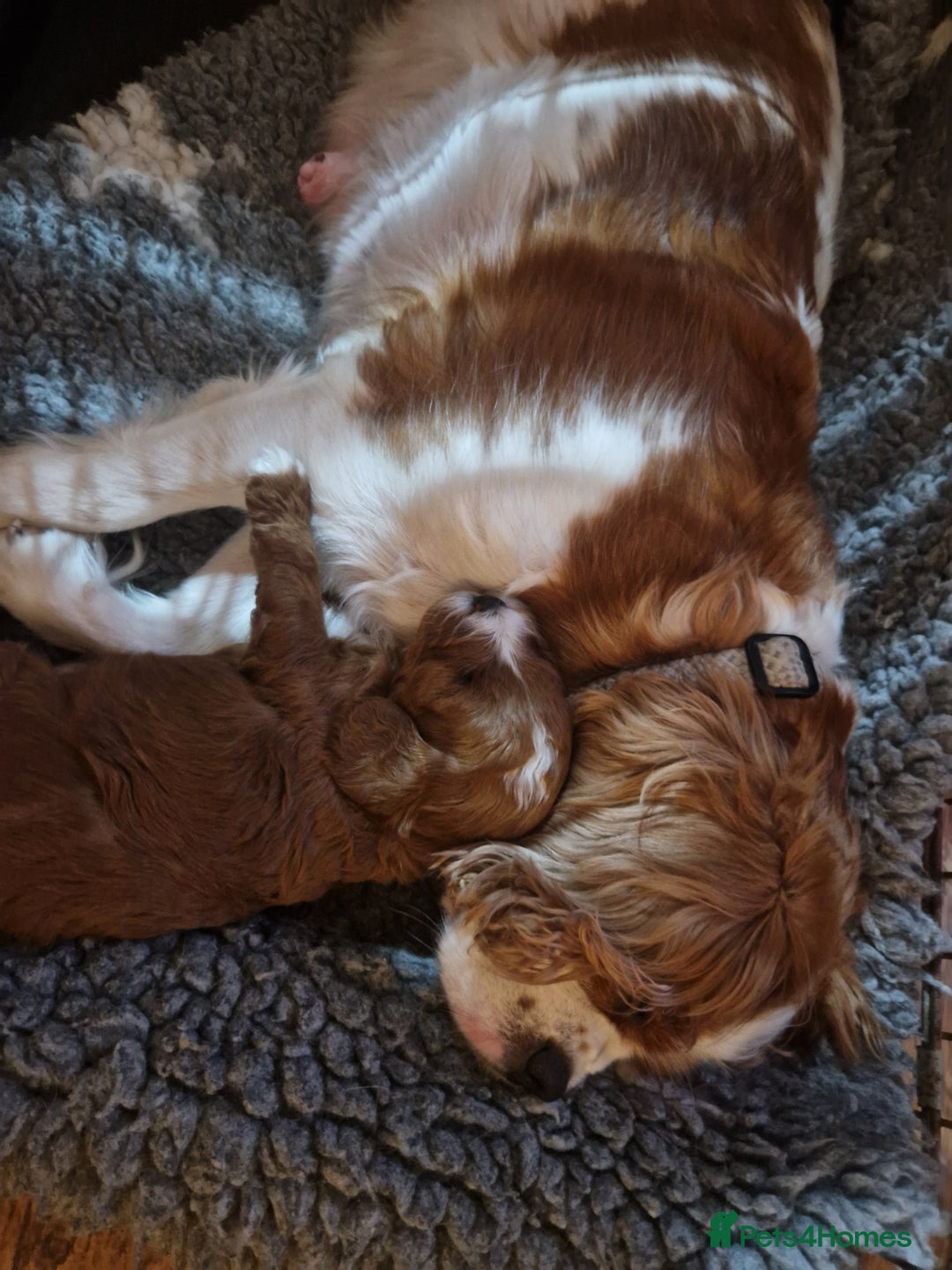 Cavapoo dogs for sale: Health tested cavapoo - Image 2