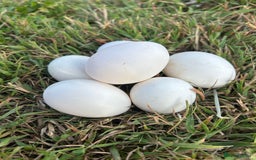 Chickens poultry for sale: Pol Hens For Sale - Image 11