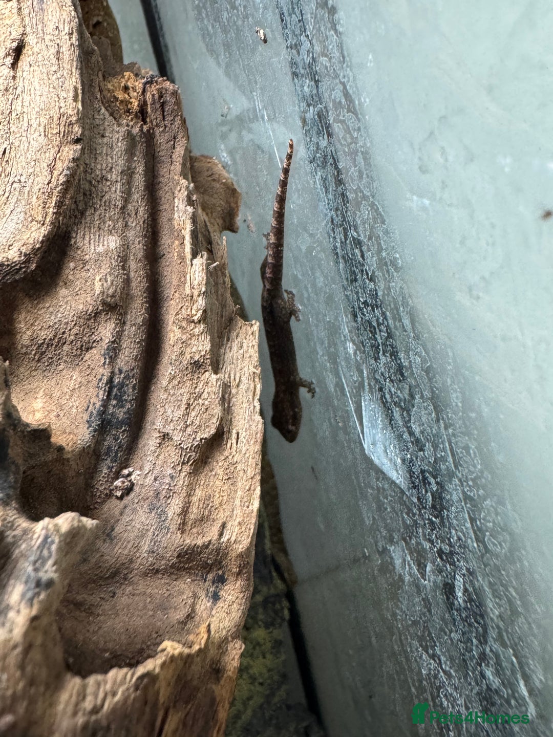 Gecko reptiles for sale: Full mourning gecko enclosure  - Image 4