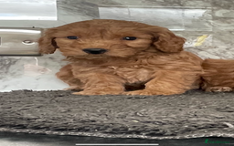 Cavapoo dogs for sale: 🐶 F1 top quality cavapoo puppies (toy poodle) 🐶  - Image 4