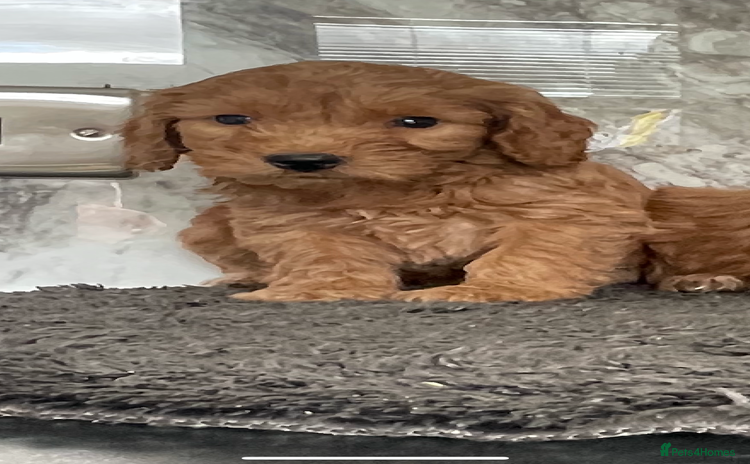 Cavapoo dogs - Advert 2