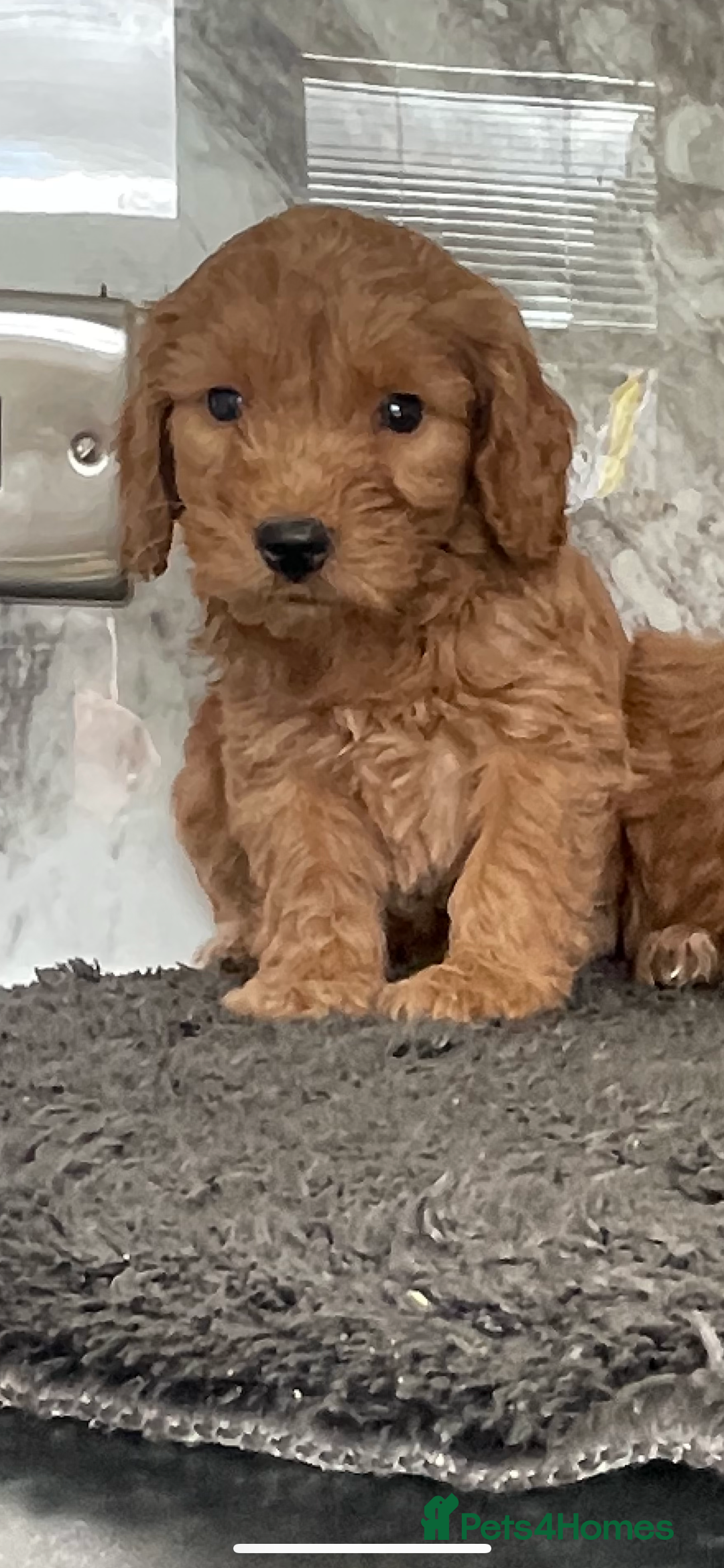 Cavapoo dogs for sale: 🐶 F1 top quality cavapoo puppies (toy poodle) 🐶  - Image 4