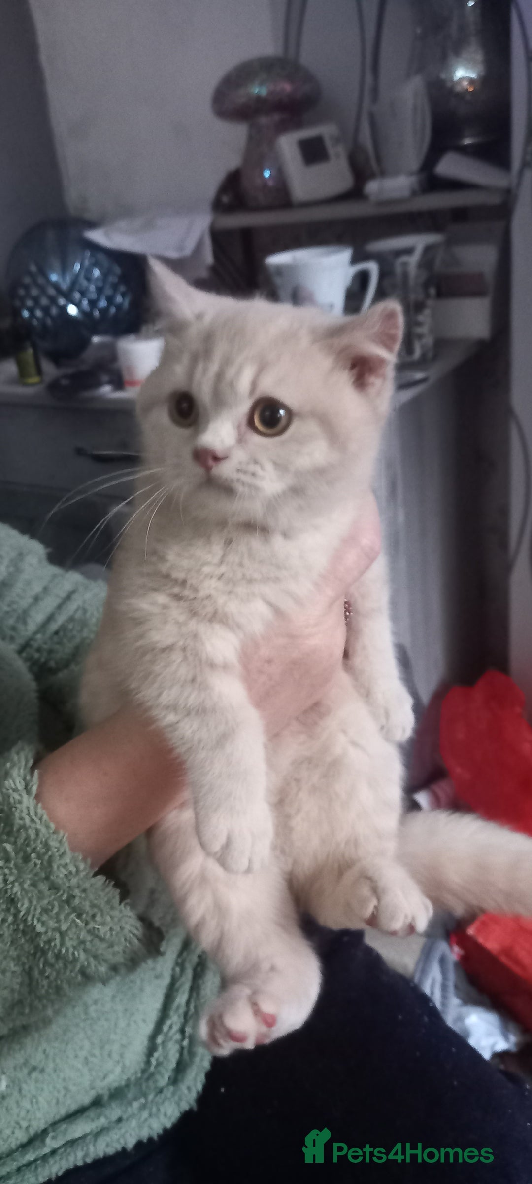 British Shorthair cats for sale: British Shorthair - Advert 1