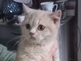 British Shorthair cats British Shorthair - Advert 4