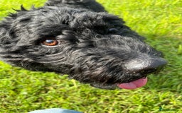 Hungarian Puli dogs for sale: Pitsoor - Hungarian Puli - Image 2