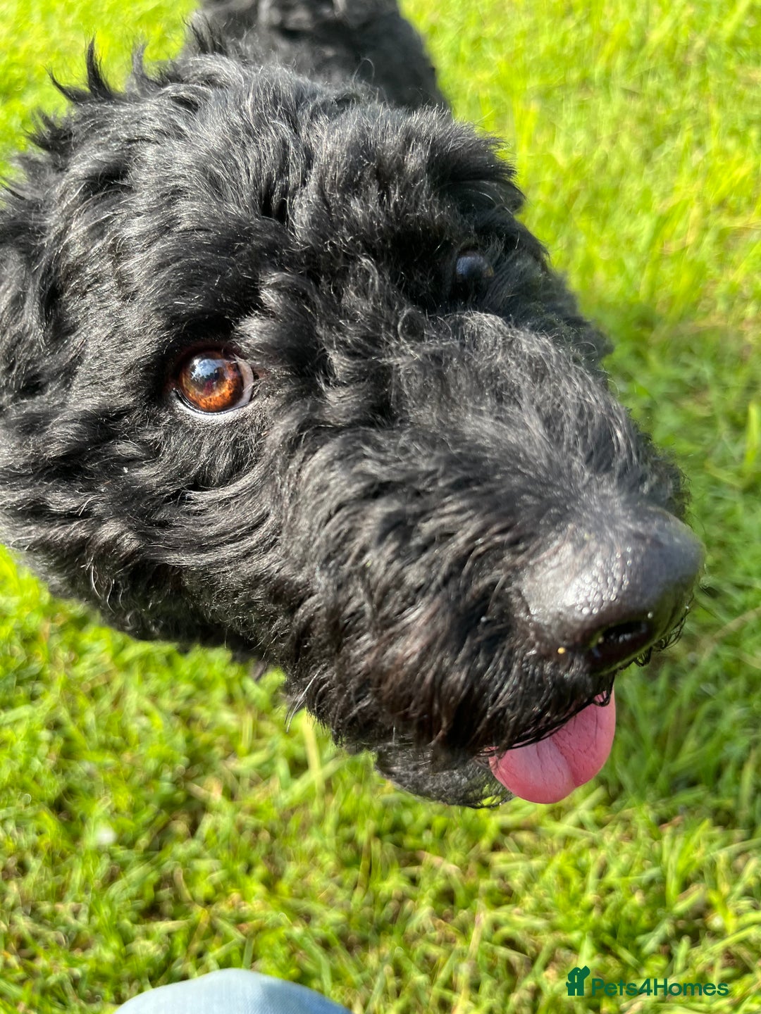 Hungarian Puli dogs for sale: Pitsoor - Hungarian Puli - Image 2