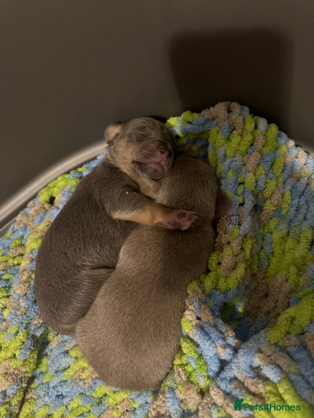 Jack Russell dogs for sale: Jack Russel puppies  - Advert 4