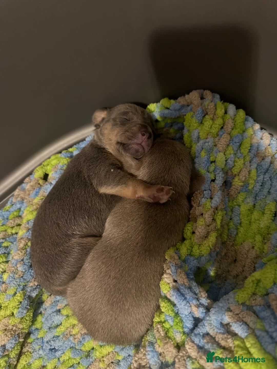 Jack Russell dogs for sale: Jack Russel puppies  - Advert 9