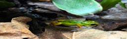 Frog reptiles for sale: Proven Pair of dart frog (Oophaga "Colón") & setup - Advert 5