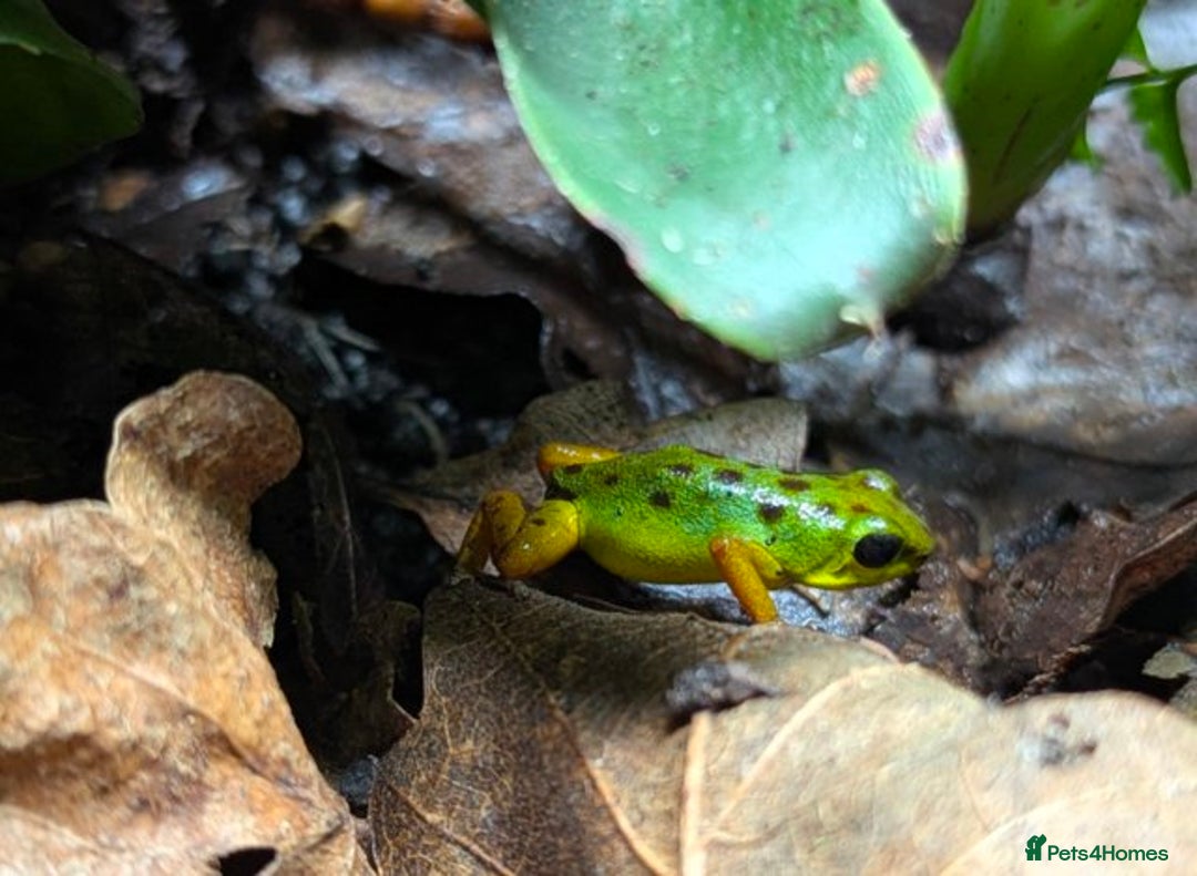 Frog reptiles for sale: Proven Pair of dart frog (Oophaga "Colón") & setup - Advert 5