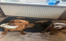 Labrador Retriever dogs for sale: Kc Labrador Puppies - Advert 1