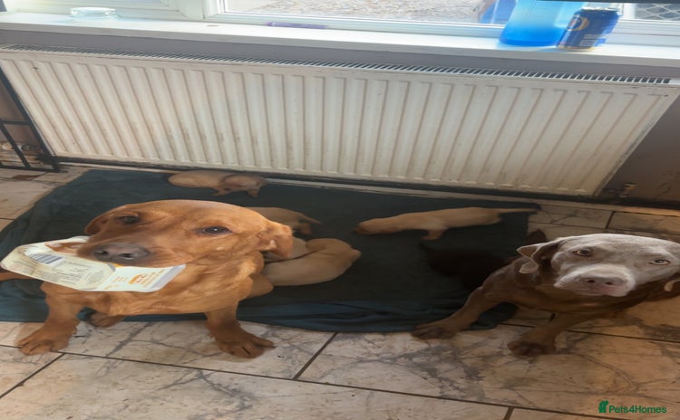 Labrador Retriever dogs Kc Labrador Puppies - Advert 5