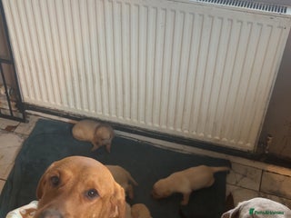 Labrador Retriever dogs Kc Labrador Puppies - Advert 3