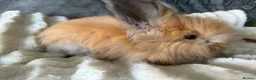 Angora rabbits for sale: Angora collection Ready - Advert 6