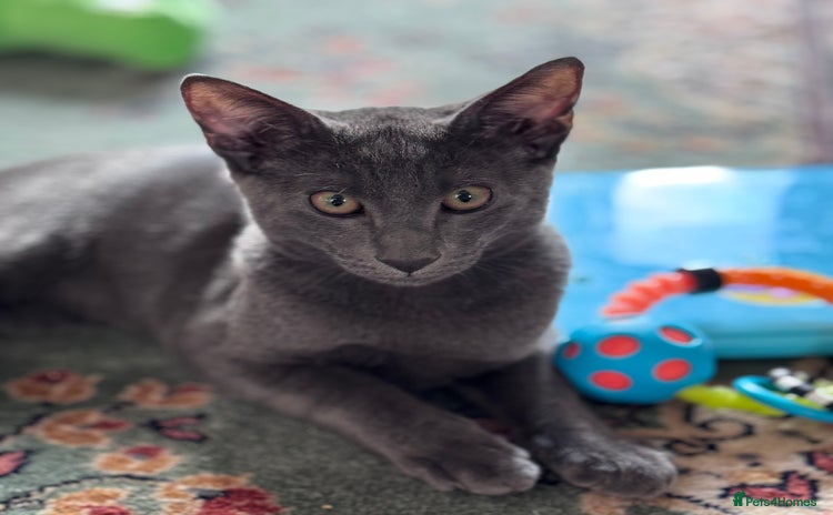 Oriental cats - Advert 17