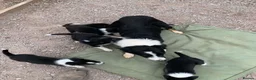 Border Collie dogs for sale: Beautiful Litter of ISDS registered pups - Advert 1