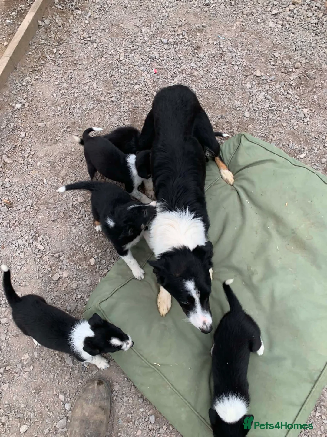 Border Collie dogs for sale: Beautiful Litter of ISDS registered pups - Advert 1
