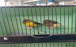 Canaries birds for sale: Gloster canaries - Image 2