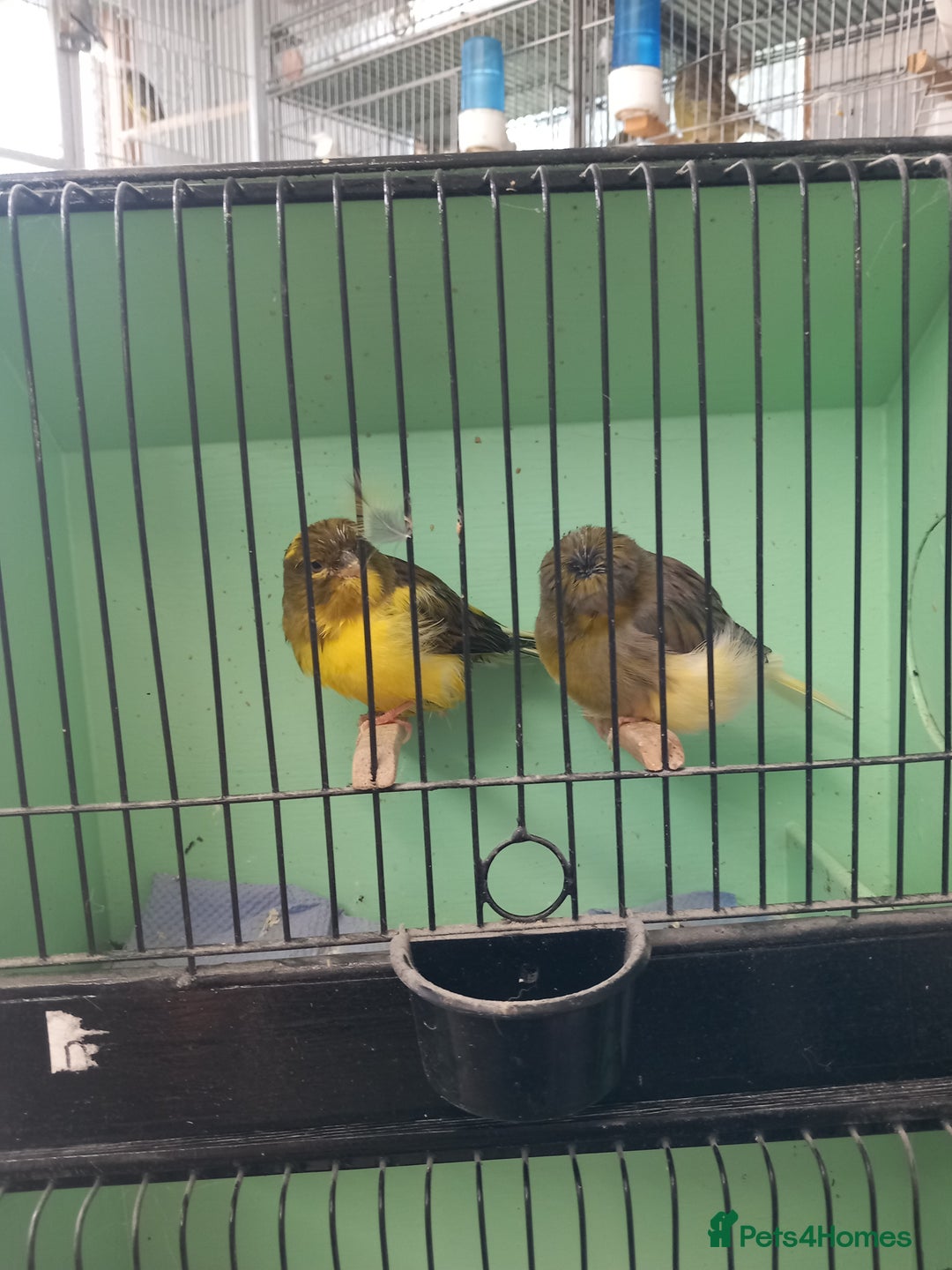 Canaries birds for sale: Gloster canaries - Image 2