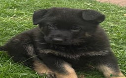 German Shepherd dogs for sale: TOP CHAMPION LINE GERMAN SHEPHERD PUPPIES FOR SALE - Advert 11