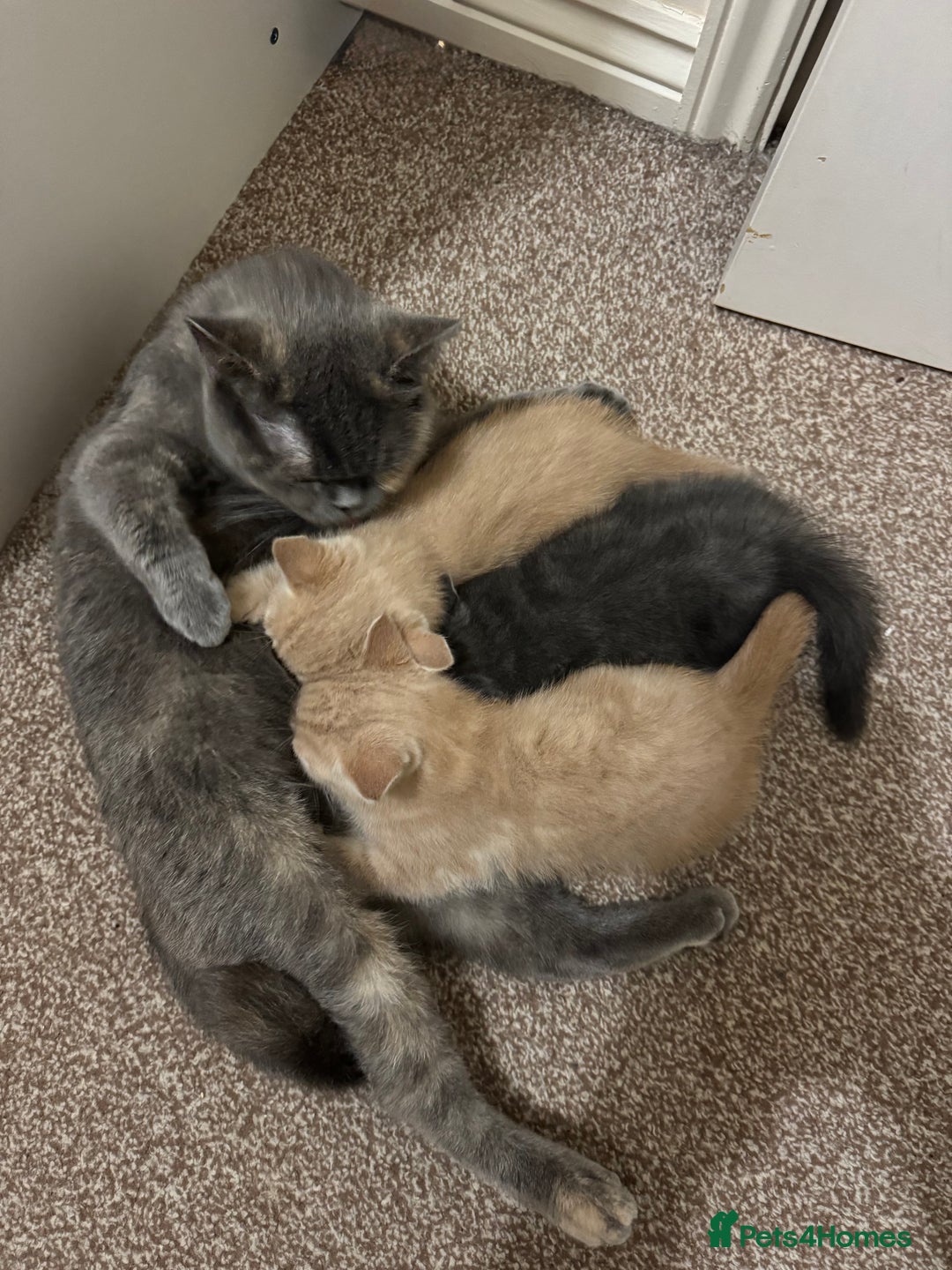 British Shorthair cats for sale: British Shorthair Kittens for Sale - Advert 9