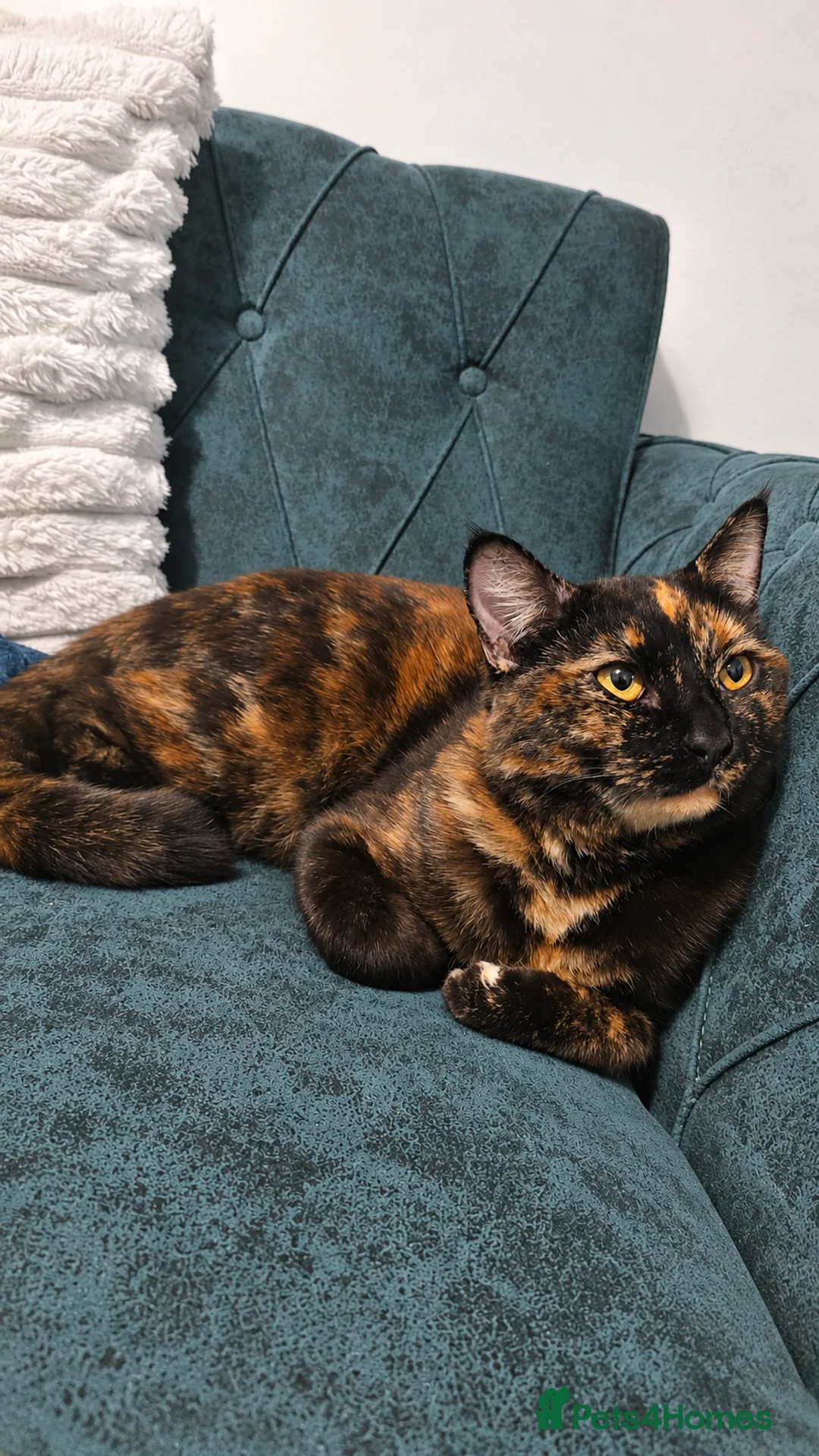 American Bobtail cats for sale: American Bobtail Manx  - Advert 4