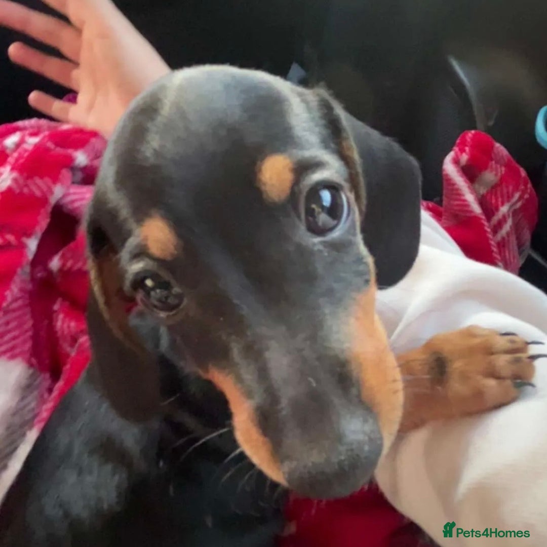 Miniature Dachshund dogs for sale: Miniature dachshund pup - Advert 2