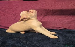 French Bulldog dogs for sale: French bulldog pups pink/fluffy READY NOW - Advert 11