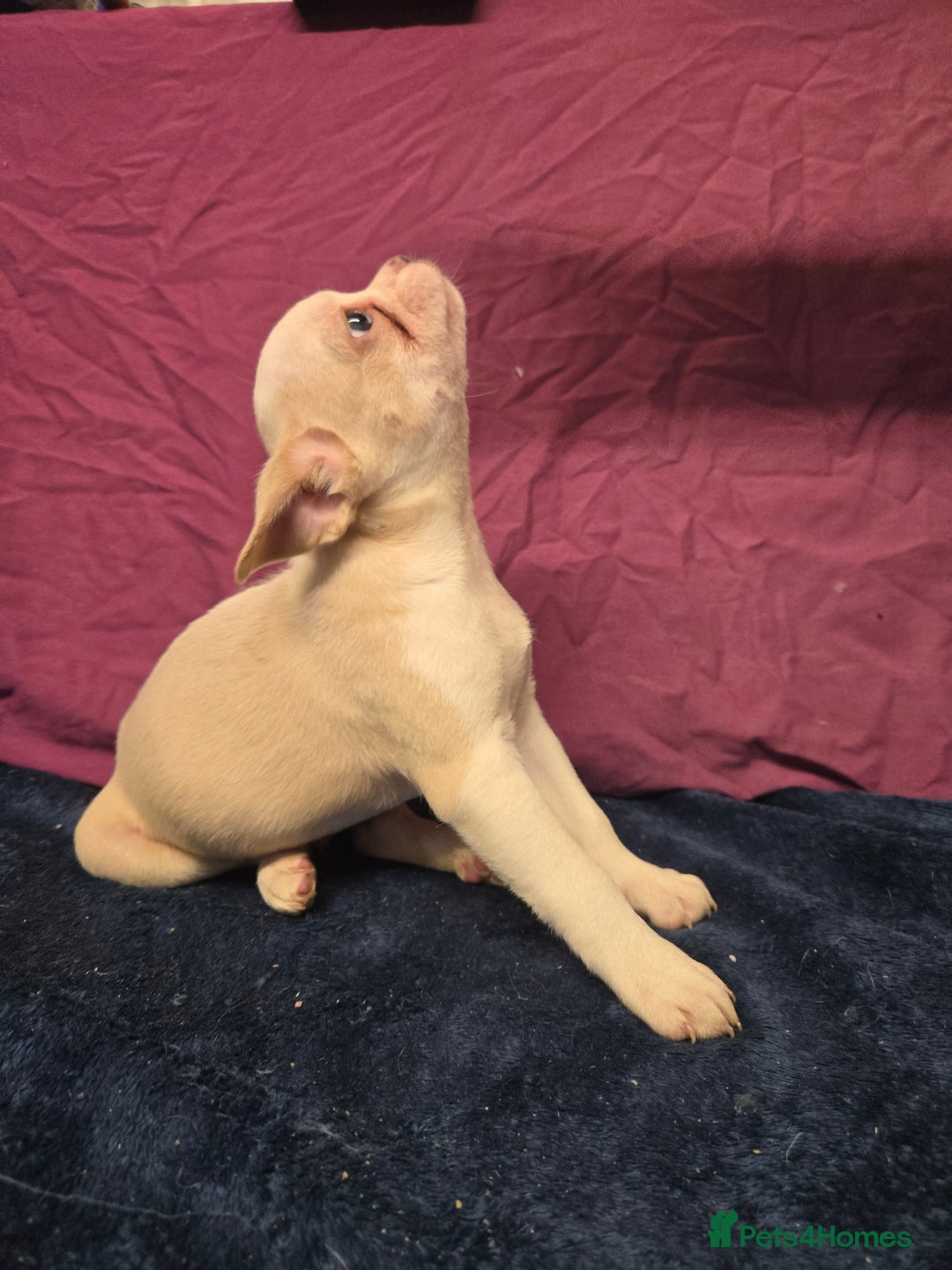 French Bulldog dogs for sale: French bulldog pups pink/fluffy READY NOW - Advert 11