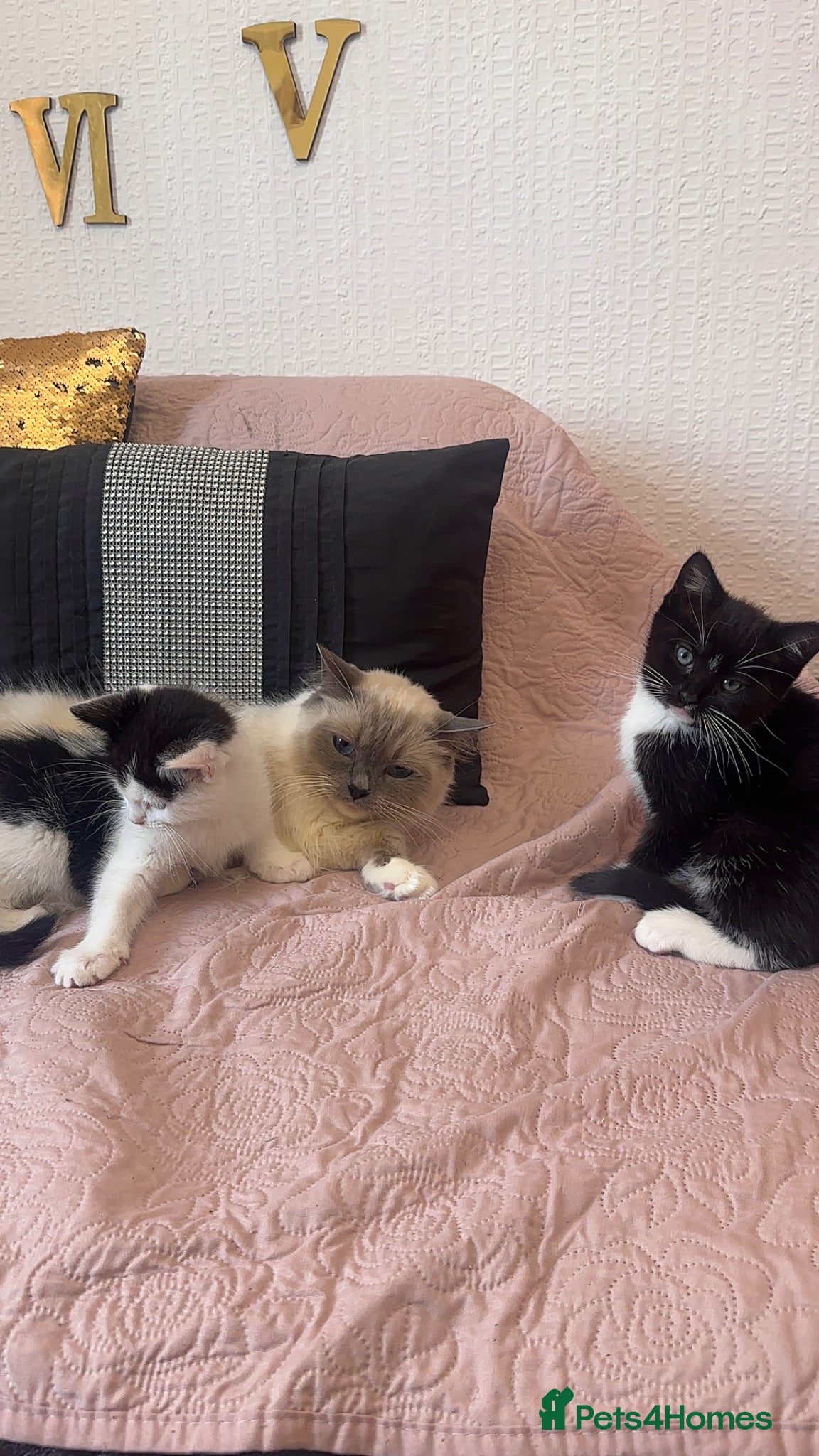 Ragdoll cats Adorable Ragdoll x Tabby Kittens - Advert 1