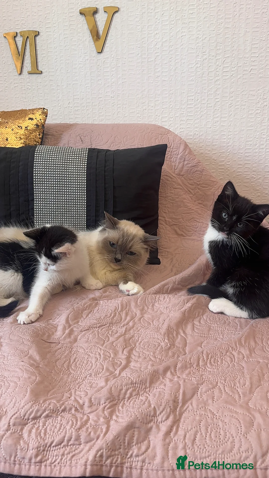 Ragdoll cats for sale: Adorable Ragdoll x Tabby Kittens - Advert 1