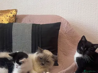 Ragdoll cats Adorable Ragdoll x Tabby Kittens - Advert 1