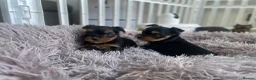 Yorkshire Terrier dogs for sale: KC reg tiny Yorkshire terrier puppies. in Croydon - Advert 5