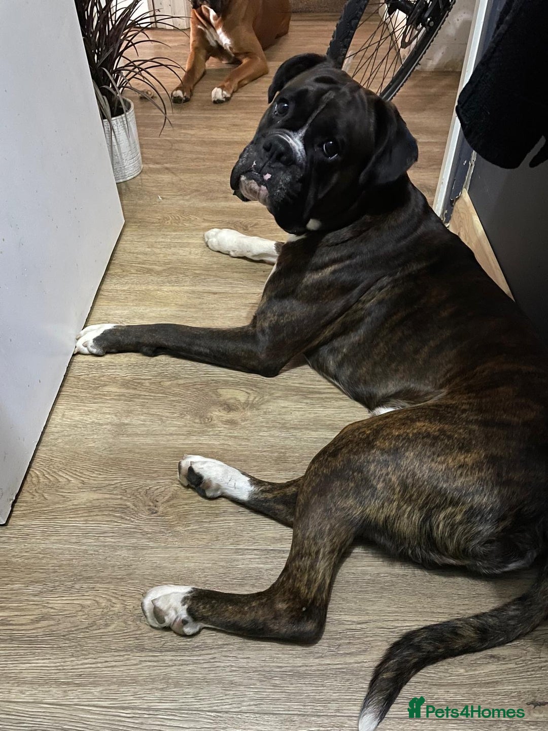 Boxer dogs for stud: Beautiful Dark Brindle Boxer|KC reg| Heart scored - Image 5
