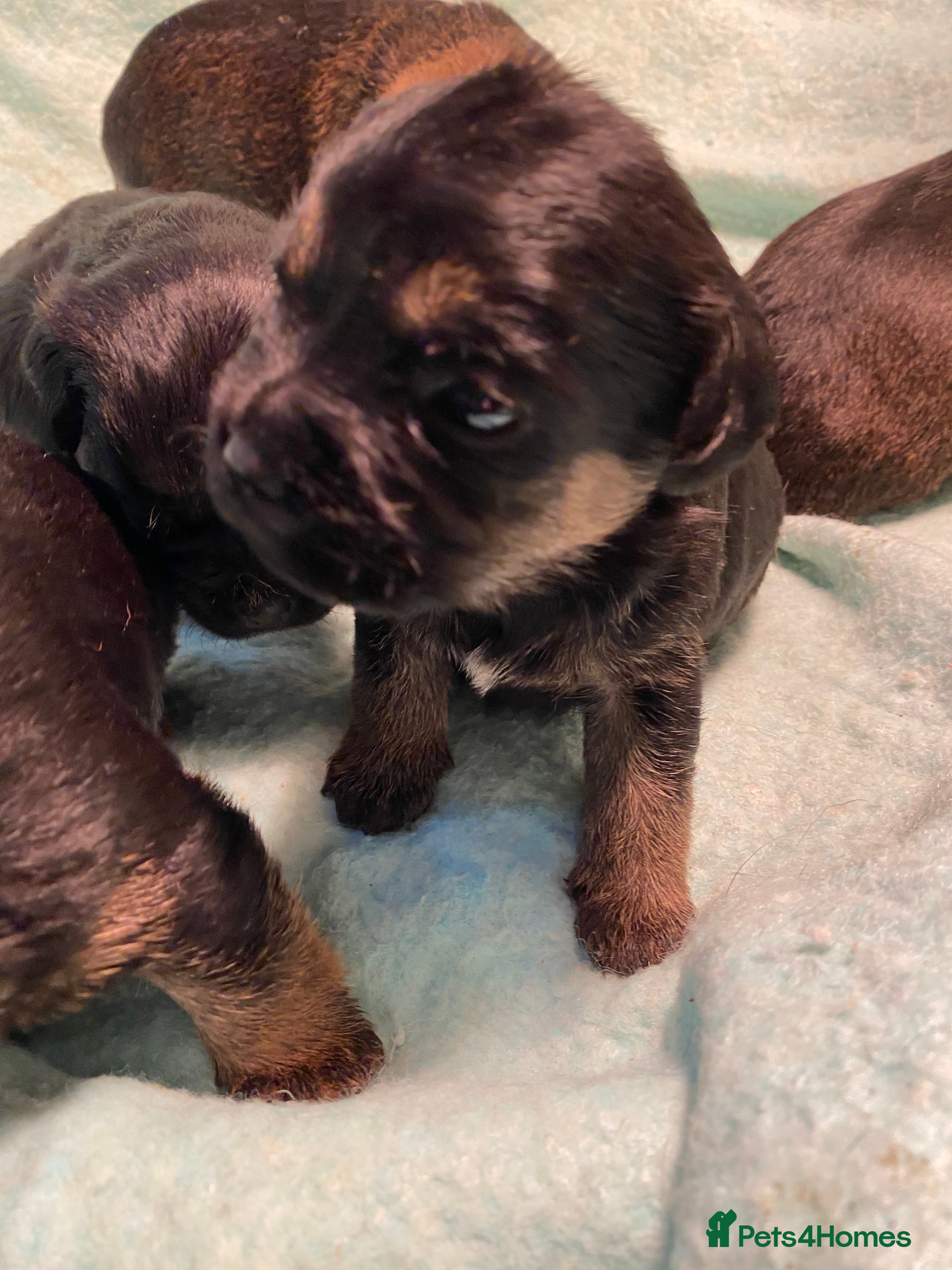 Border Terrier dogs KCReg Border Terrier Pups - Advert 3