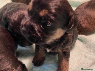 Border Terrier dogs KCReg Border Terrier Pups - Advert 1