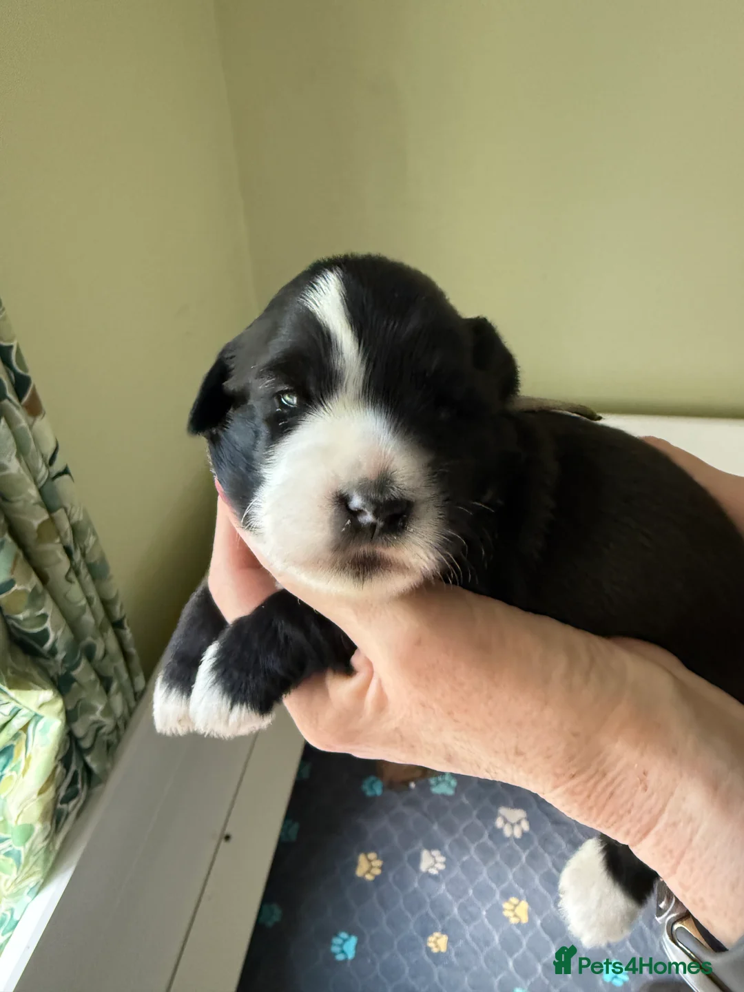 Tibetan Terrier dogs for stud: Tibetan Terrier for Stud Duties - Advert 9