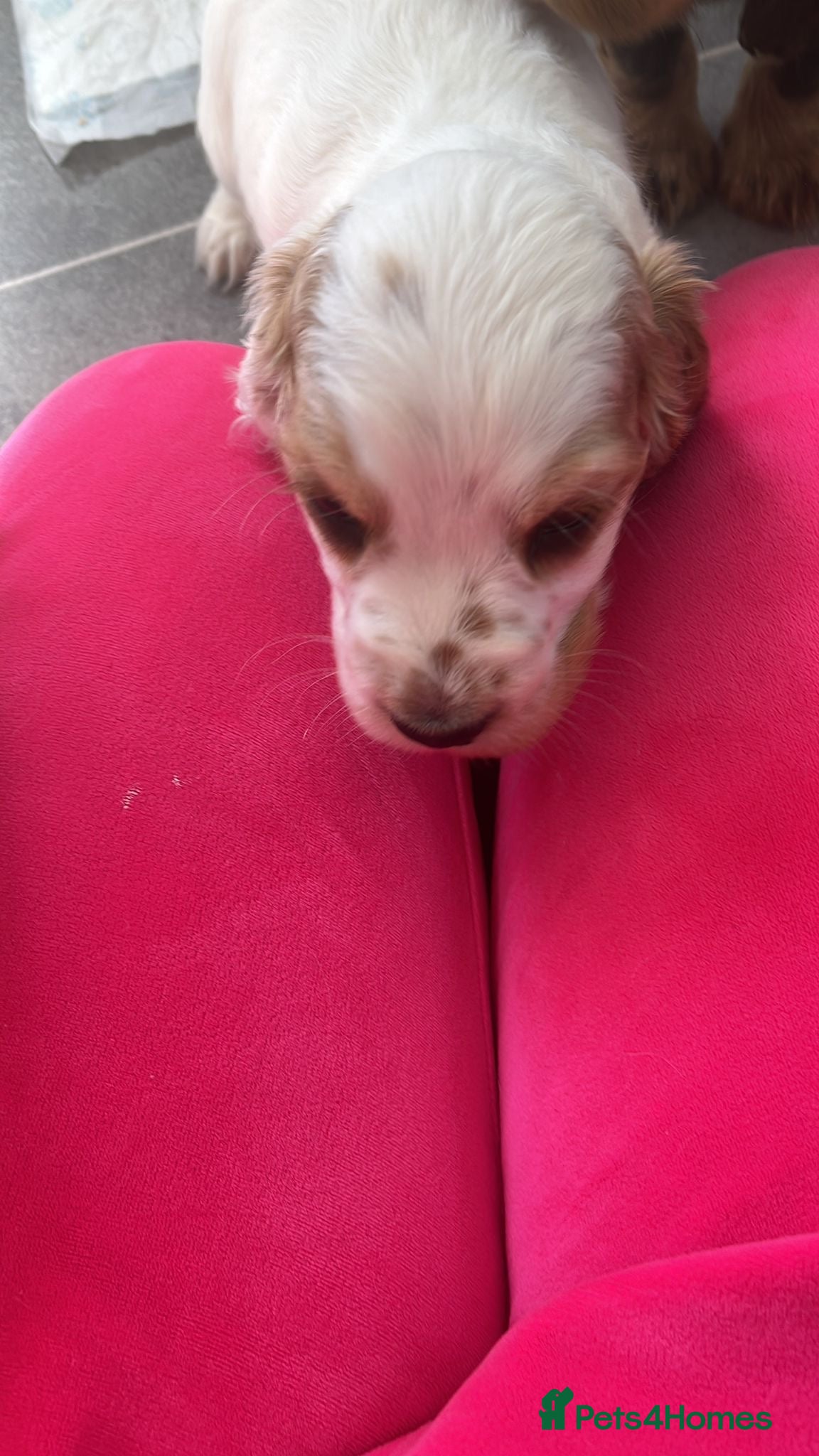 Cocker Spaniel dogs Baby boy show Cocker  - Advert 5