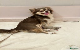 Chihuahua dogs for sale: KC LONG COAT CHIHUAHUA’S - Image 9