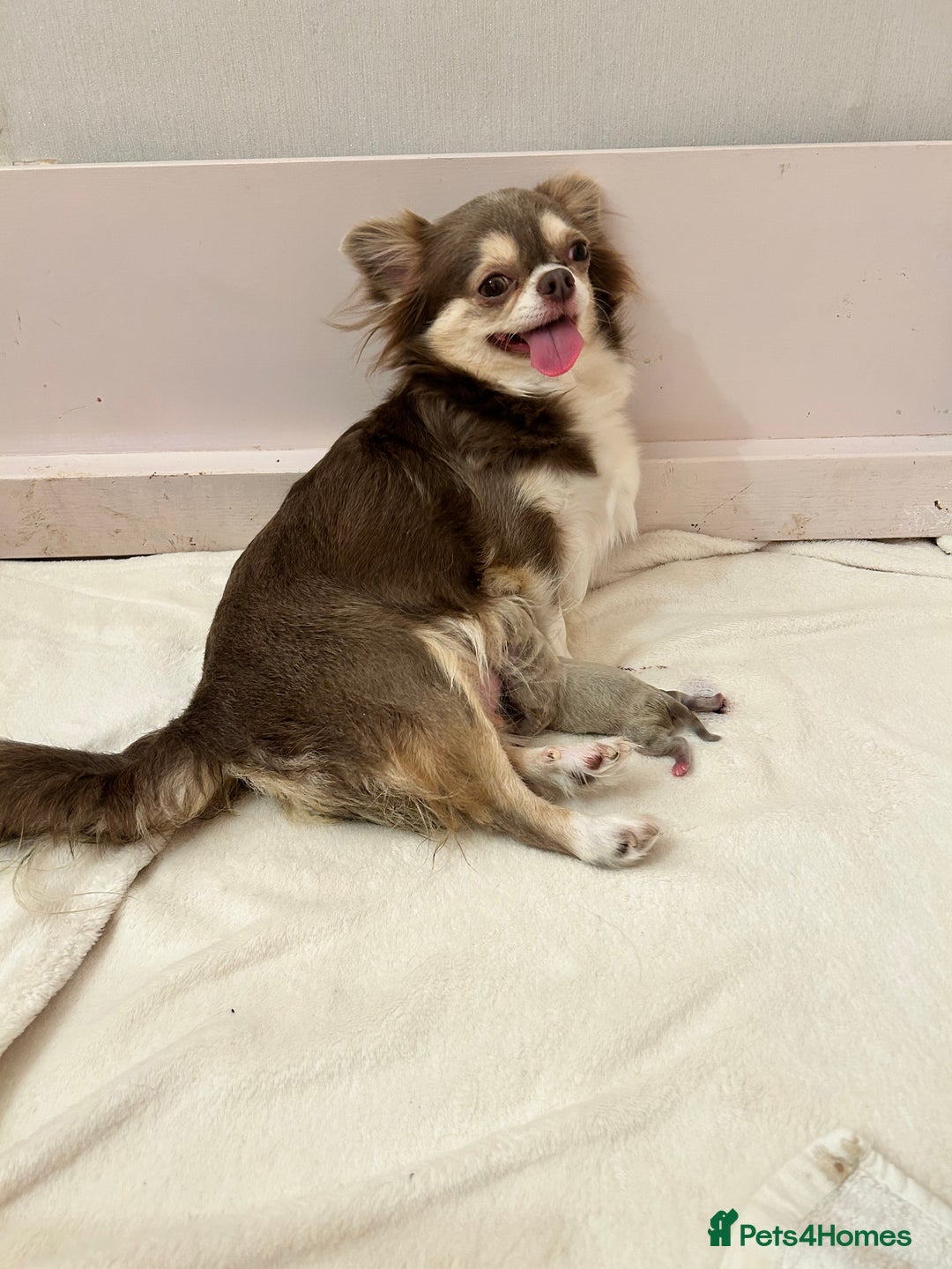 Chihuahua dogs for sale: KC LONG COAT CHIHUAHUA’S - Image 9