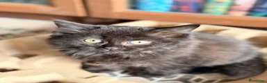 British Shorthair 6