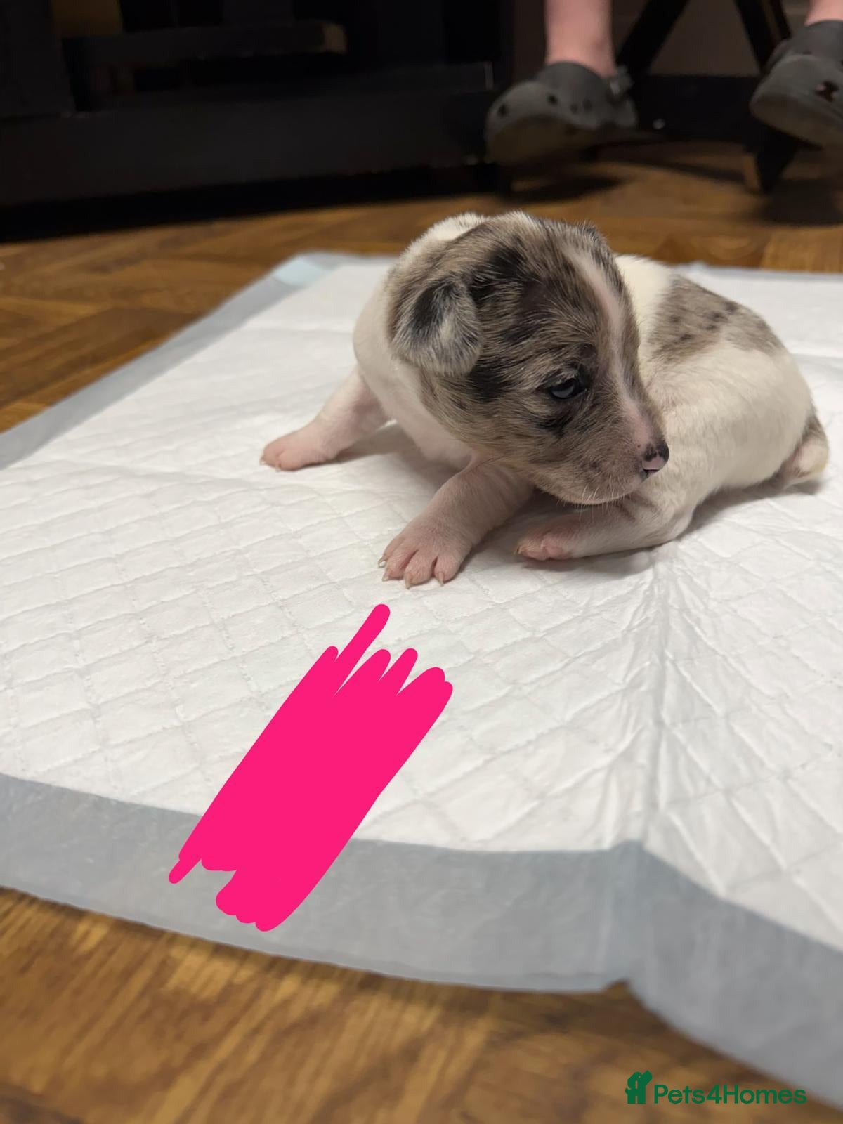 Jack Russell dogs Gorgeous Jack Russell Puppies – 2 Boys & 3 Girls  - Advert 3