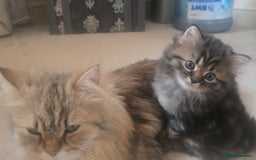 Siberian cats for sale: Siberian cross kitten - Image 10