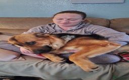 German Shepherd dogs for sale: 2 yr old male German shepherd  - Image 11