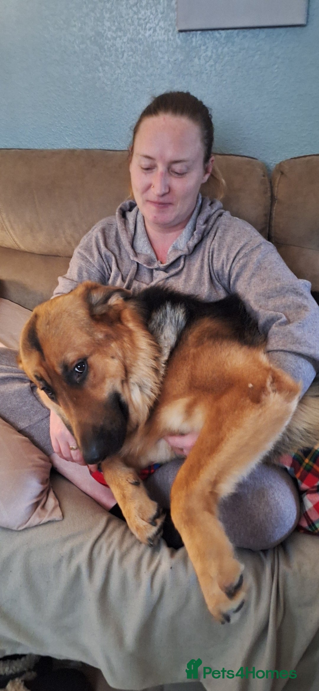 German Shepherd dogs for sale: 2 yr old male German shepherd  - Image 11