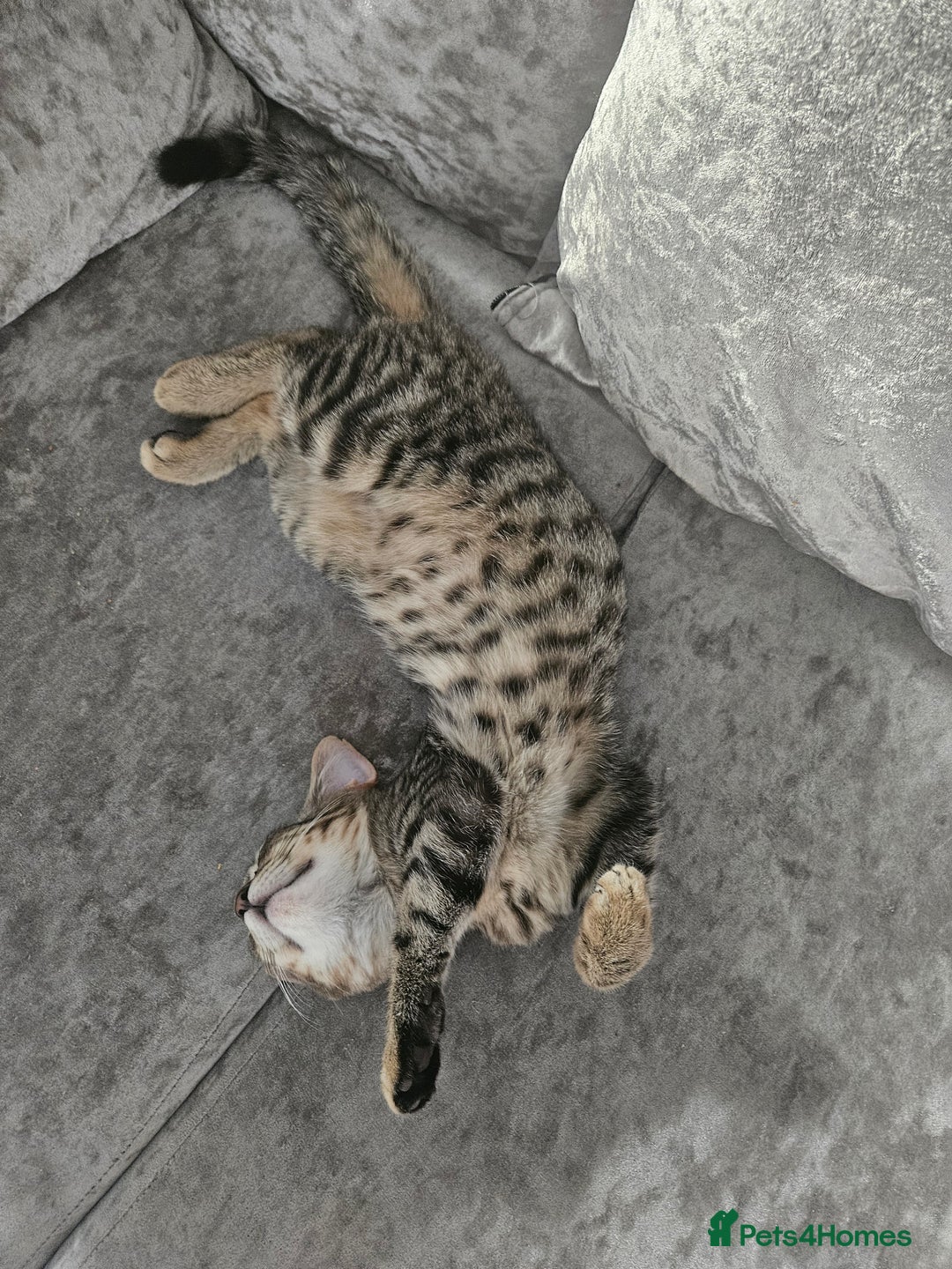 Mixed Breed cats for sale: 2 cats - Advert 4