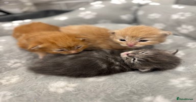 Ragcoon cats Maine coon x Ragdoll/Bengal kitten available  - Advert 16